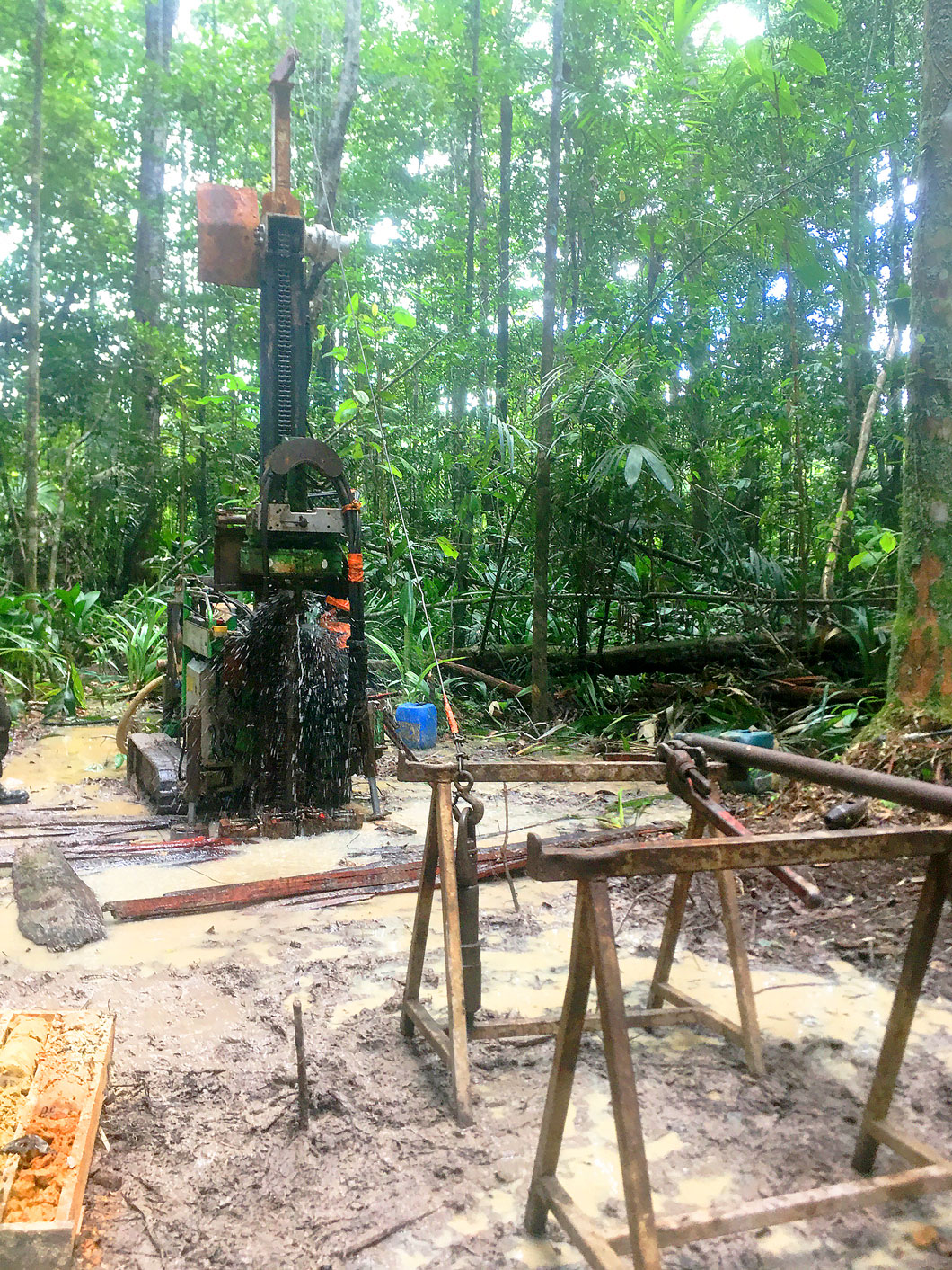 forage-jungle.jpg